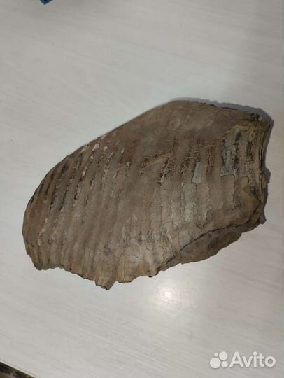 Зуб мамонта