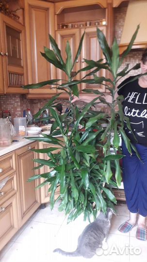 Комнатные большие растения/цветы