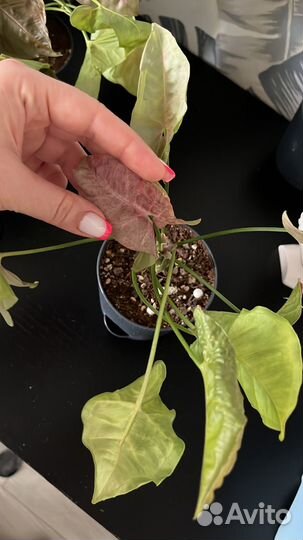 Комнатные растения