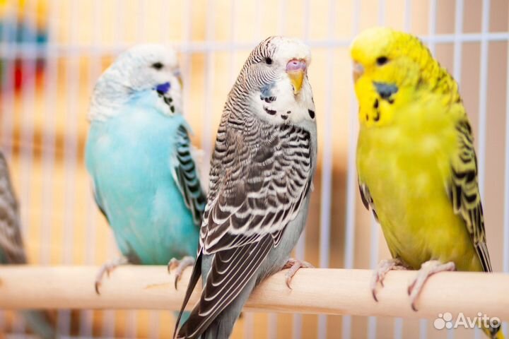 Выставочный попугай Чех ввп