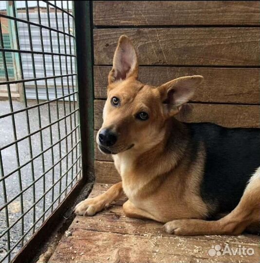 Скромная собачка Айва надеется найти дом