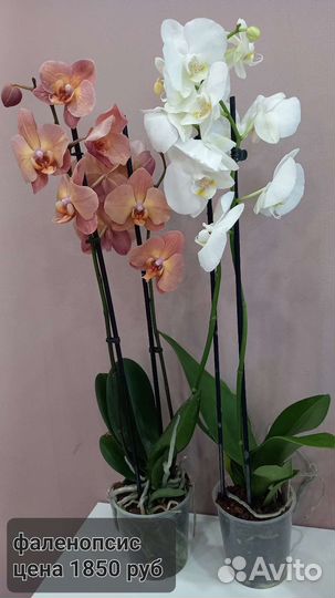Орхидея фаленопсис