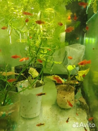 Аквариум с рыбками