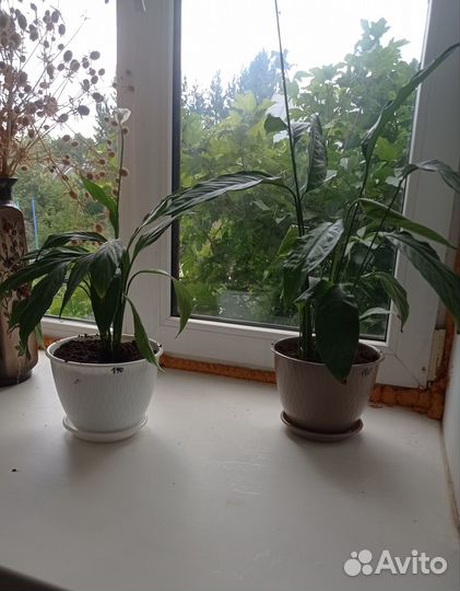 Спатифиллум. Цветы