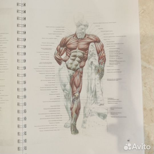Анатомия силовых упражнений Делавье 5 издание