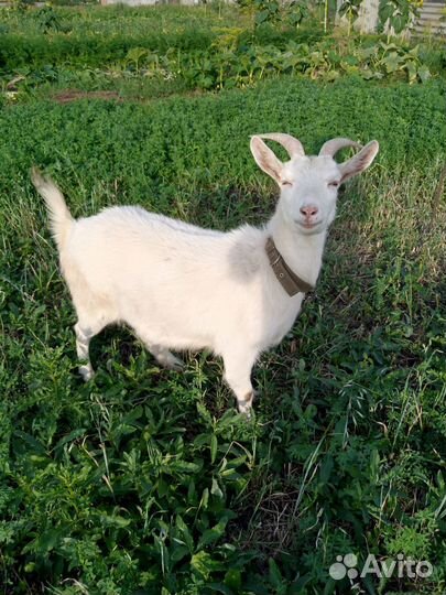 Продам коз и козла