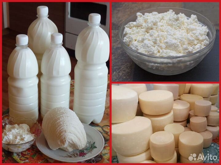 Козье молоко, творог, сыр (домашние)