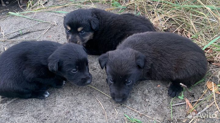 Щенки