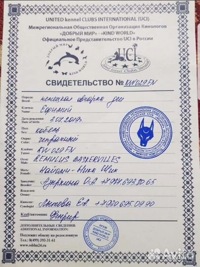 Немецкая овчарка длинношерстная,вязка