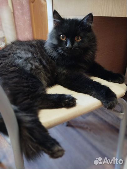 Уголёк, фенотип сибирской породы, ищет дом