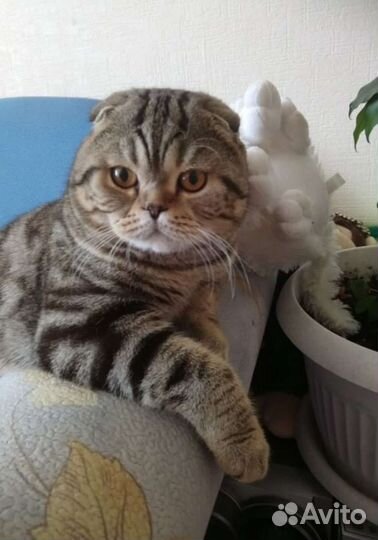 Шотландские