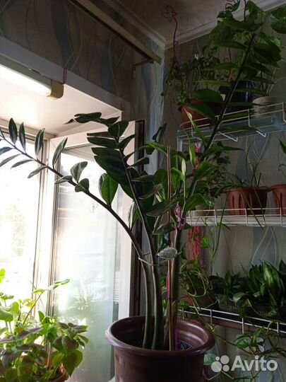 Замиокулькас