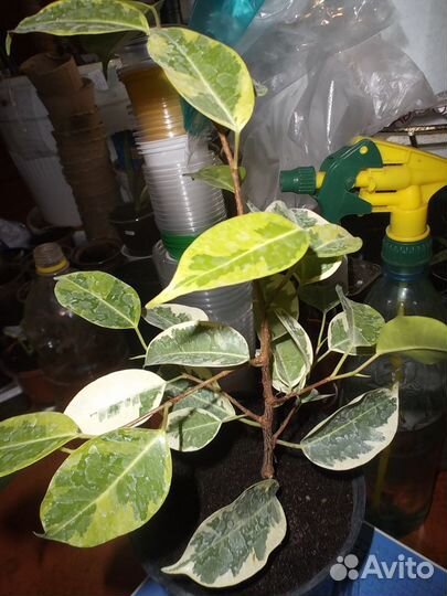 Фикусы и другие комнатные