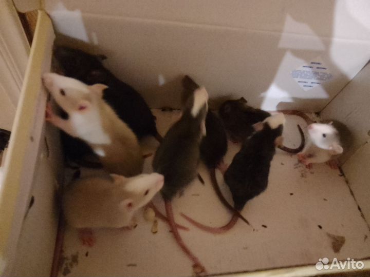 Крысята