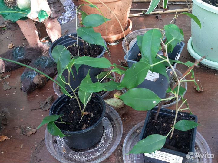 Фикус бенджамина Экзотика