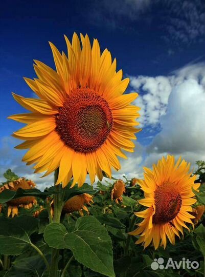 Гибрид подсолнечника семена