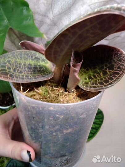 Драгоценная орхидея