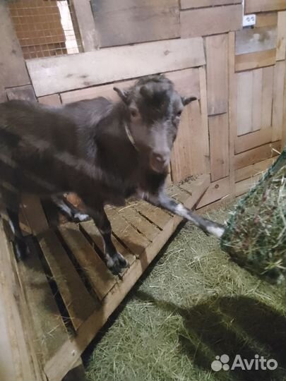 Козел ламанча