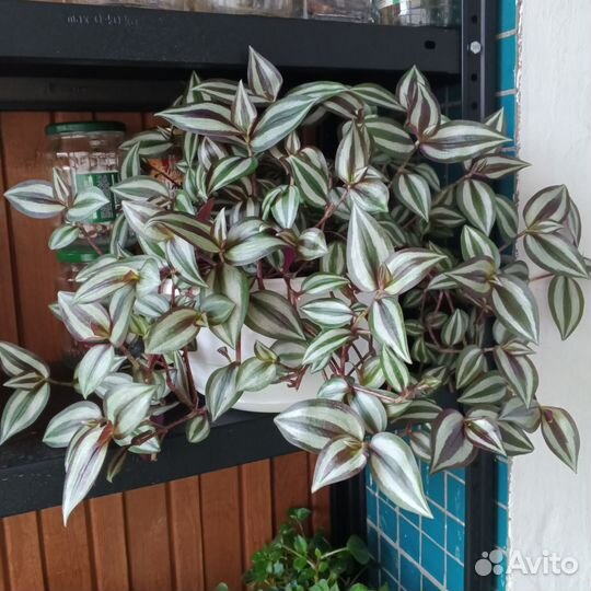 Традесканция зебрина