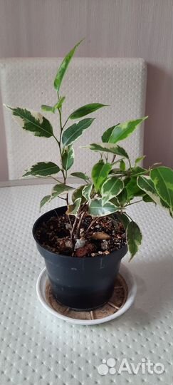 Фикусы разные