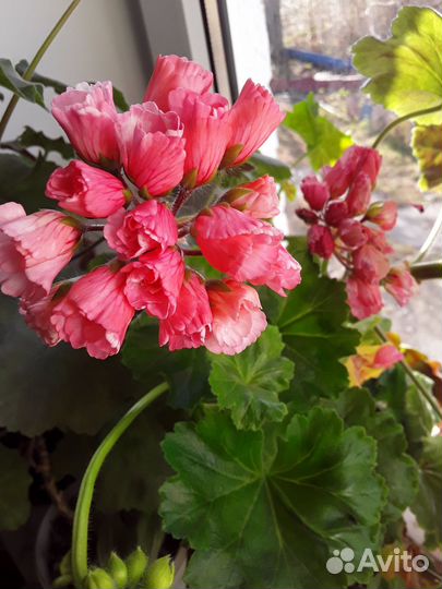 Пеларгонии махровые, розебудные. Герань