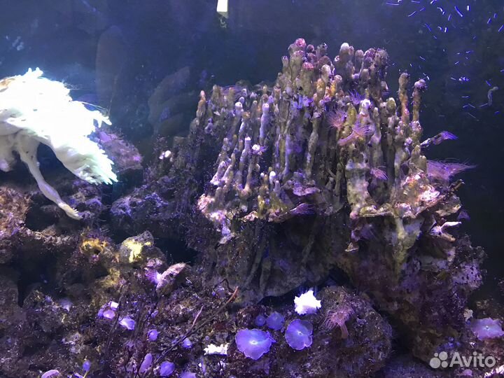 Морской аквариум