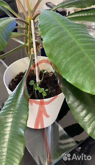 Молочай беложильчатый