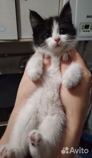 Кошка в дар