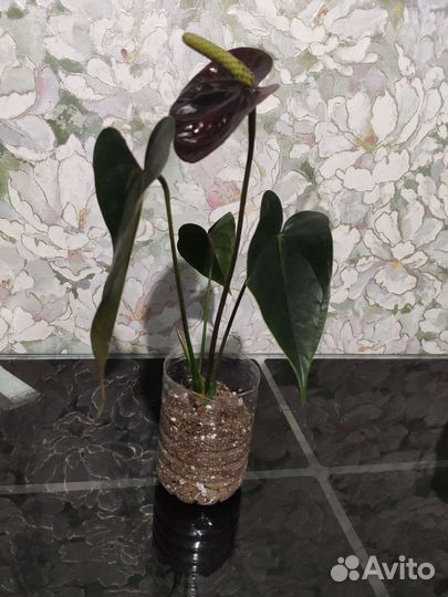 Антуриум блек лав