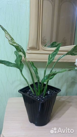 Спатифиллум аглаонема