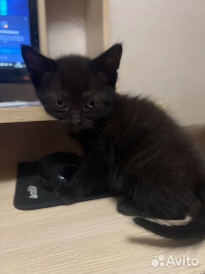 Красивые котята