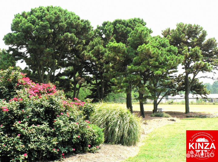 Сосна чёрная для дачи