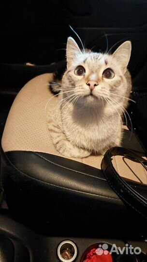 Найдена кошка