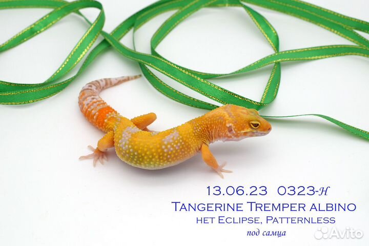 Эублефары сезон 2023