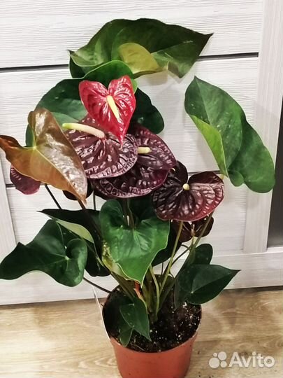 Антуриум Семпре