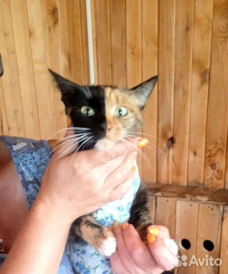 Трехцветная кошечка с зелёными глазами ищет дом