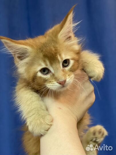 Котята мейн-кун