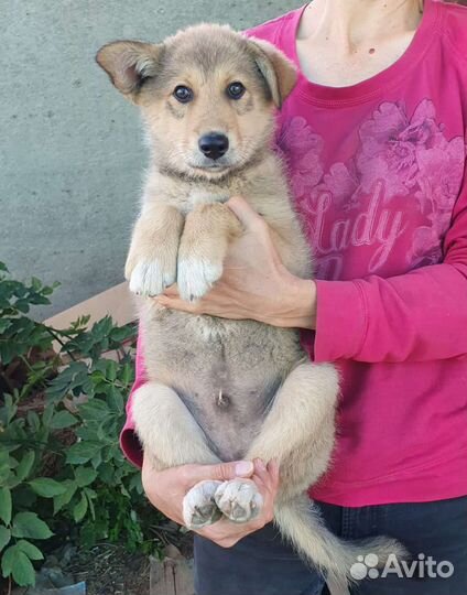 Щенки лайки помесь