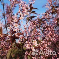 Черемуха краснолистная Колората саженцы