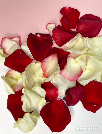 Свежие лепестки роз