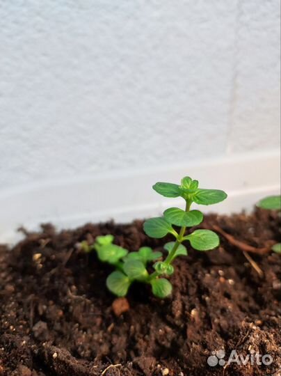 Мята сортовая