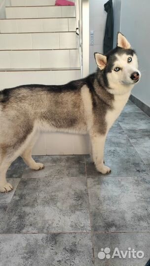 Стрижка, мытьё, вычесывание собак и кошек