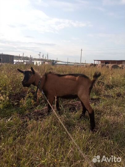 Вязка Чешский козел