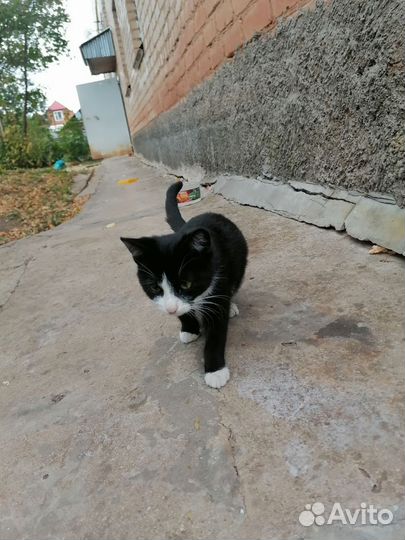 Отдам в добрые руки