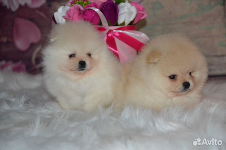 Красивые мишутки