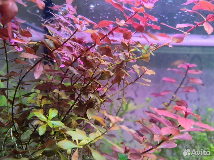 Аквариумные растения