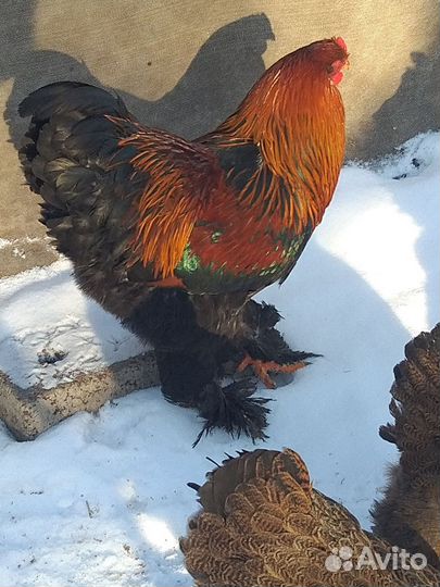 Петух брама