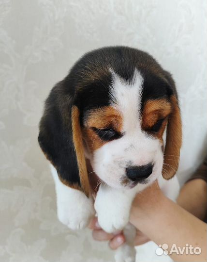 Собаки щенки бигль