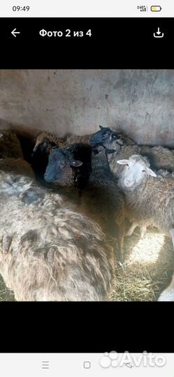 Продам овец