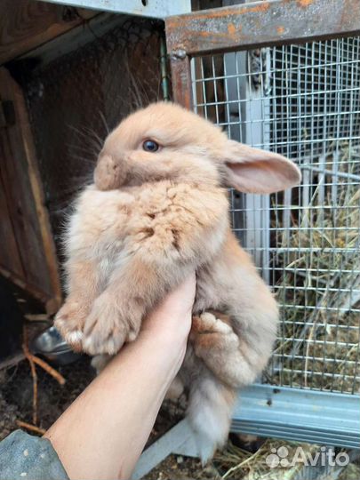 Крольчата породы французский баран